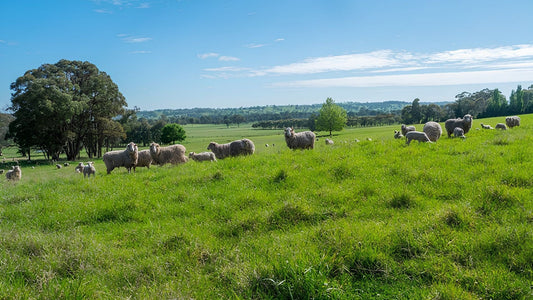 What is "Single-Source" Merino?