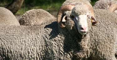 Bluey Merino Advocates Responsible Wool Standard (RWS)