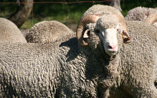 Bluey Merino Advocates Responsible Wool Standard (RWS)