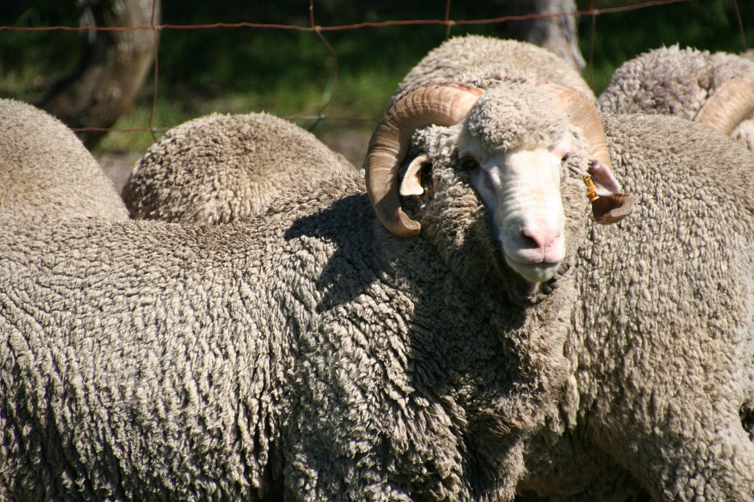 Bluey Merino Advocates Responsible Wool Standard (RWS)
