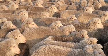Wool Producers Urged to Take Part in Quality Assurance Programs for Animal Welfare