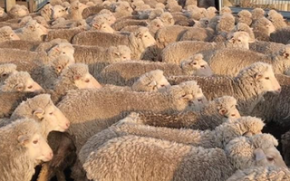 Merimo sheep moving as a group at sunset