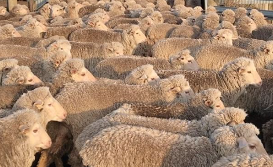 Merimo sheep moving as a group at sunset