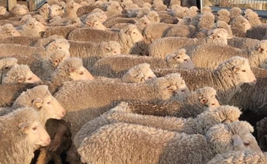 Merimo sheep moving as a group at sunset