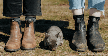 Bluey Merino: Embarking on a New Adventure in Tasmania