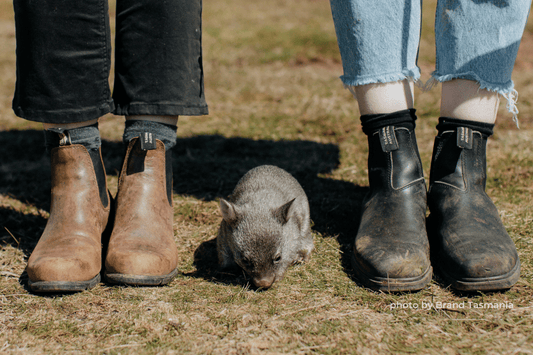 Bluey Merino: Embarking on a New Adventure in Tasmania