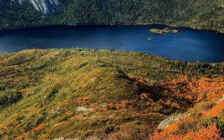 Witness the Turning of the Fagus in Tasmania
