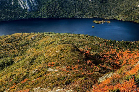 Witness the Turning of the Fagus in Tasmania