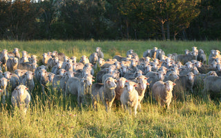 Not All Wool Is Sourced Equally: Here Are Our 3 Pillars To Ethical Practices