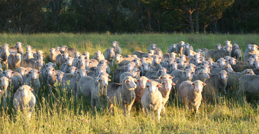 Not All Wool Is Sourced Equally: Here Are Our 3 Pillars To Ethical Practices