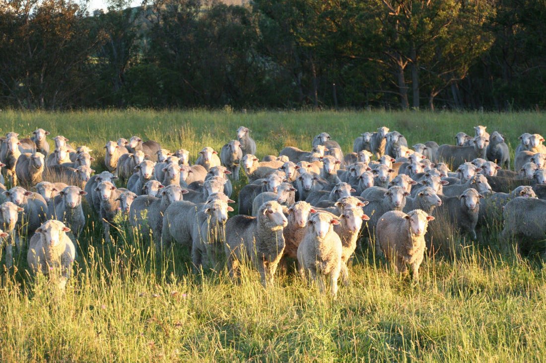Not All Wool Is Sourced Equally: Here Are Our 3 Pillars To Ethical Practices