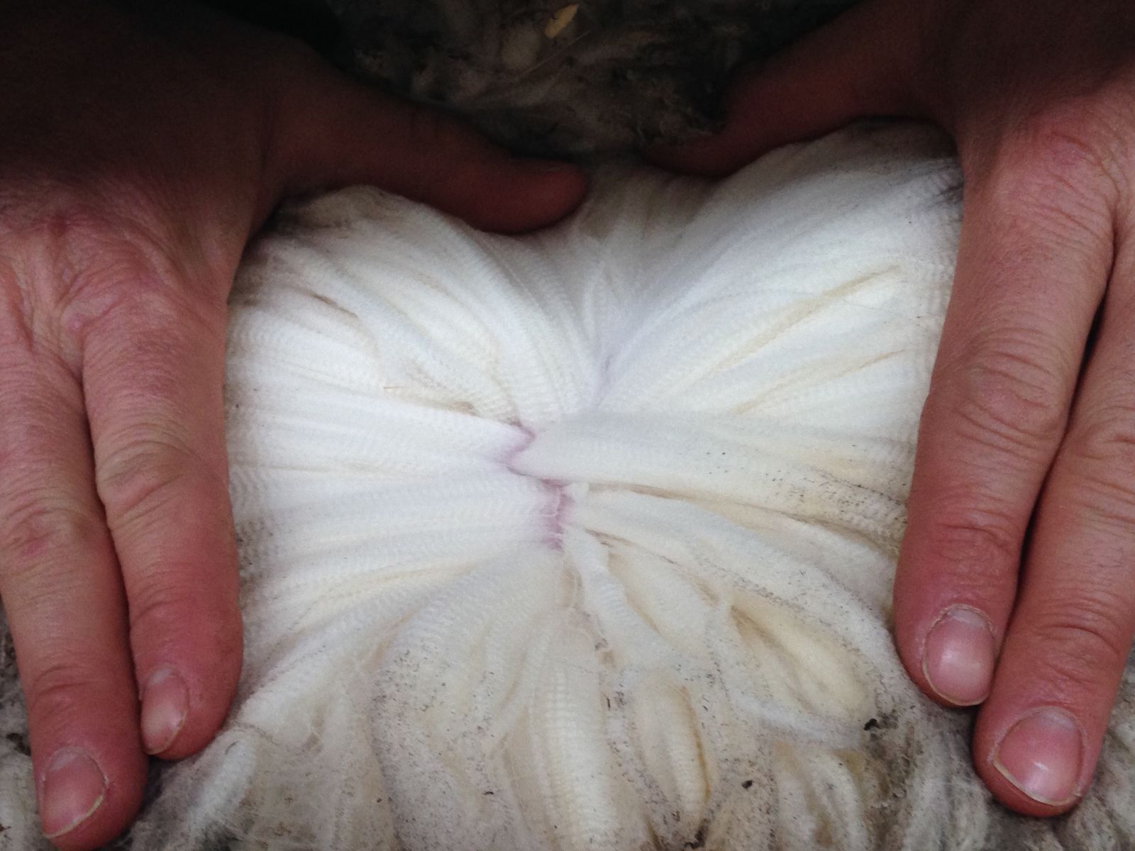 Cargar video: Bluey Merino brand story: A farm-to-finish journey of our 14.8-micron Tasmanian and Australian wool. Published in August 26, 2015© Bluey Merino Tasmania